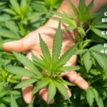 Why Cannabis Employers Are Embracing Multi Employer 401(k) Plans Today